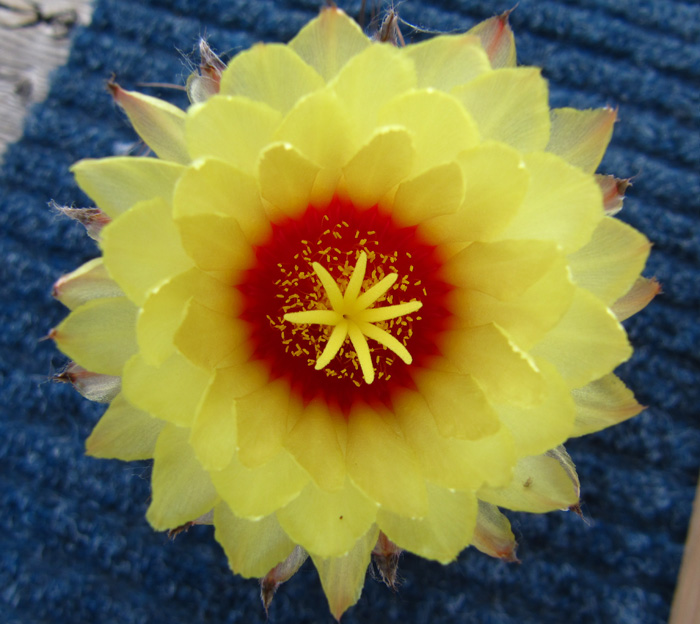Astrophytum capricorn flower
